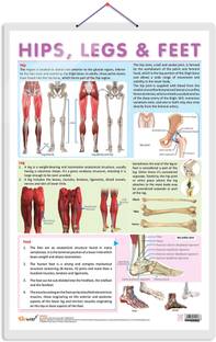 HIPS, LEGS AND FEET CHART | Understanding Lower Extremity Structure: Informative Charts Paper Print