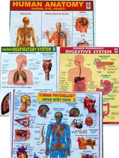 "Reference SET OF 4 Human Body Educational Chart Set: Detailed Views of the Digestive System, Anatomy, Respiratory System and human physiology" Photographic Paper