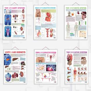 THE URINARY SYSTEM, MALE REPRODUCTIVE SYSTEM, THE LYMPHATIC SYSTE, LIVER AND KIDNEY, FEMALE REPRODUCTIVE SYSTEMand THE DIGESTIVE SYSTEM chart | combo of 6 charts | A Comprehensive Guide to Human Anatomy: From Urinary to Digestive Systems Paper Print