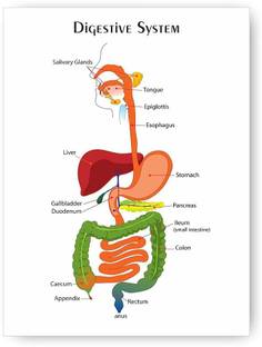 Digestive System poster - Kids learning Charts / Posters for Kids Learning, Kindergarten, Nursery and Homeschooling Paper Print