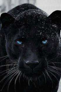 Wildlife Animal Black Panther Poster | Panther Posters for Room | Unframed | With Self Adhesive Tape Paper Print