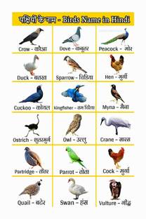 Birds Name Chart Poster with Gloss Lamination Paper Print