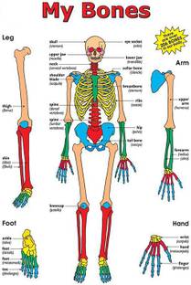 Poster | Body Part Bone Poster | Educational Poster | Wall Chart | Colorful | School Poster | Learning Chart-100yellow Paper Print