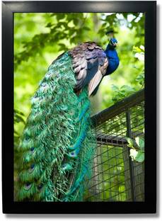Wild Birds Photo Frame - Royal birds posters Wall Hanging Photographic Paper