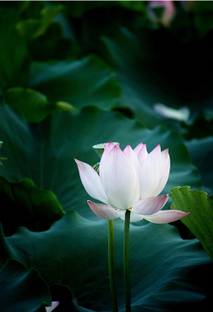 A4 Size lotus flower poster.18 Fine Art Print