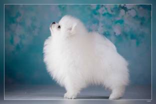 White Pomeranian Dog Little Fluffy Dog White Puppy Decorative Dog Breeds Small Cute Dog Matte Finish Poster Paper Print