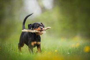 Poster Rottweiler Dogs Dog Pet Baby Blur Puppy sl-13611 (Wall Poster, 13x19 Inches, Matte Paper, Multicolor) Fine Art Print