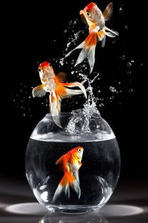 Wild Fish Paper Poster ( Poster 12X18 Inch Rolled ) Paper Poster Paper Print Paper Print