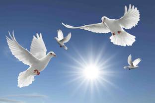 Beautiful White Pigeons Flying Wall Sticker Poster|Unframed Nature Sticker Poster For Offices, Restaurants, Corridors, Home|Pack Of 1 Wall Decal Paper Print
