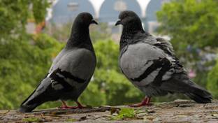 Poster Pigeon Birds Columbidae Bird sl-13511 (Wall Poster, 13x19 Inches, Matte Paper, Multicolor) Fine Art Print