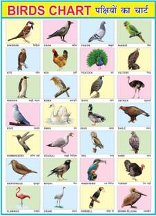 Early Learning Educational Charts for Kids | Birds Chart For Kids | 20x30Inch (51x76cm)| Laminated chart | Perfect for Homeschooling, Kindergarten and Nursery Students| Waterproof and Non tearable Wall Chart | Gloss Laminated Paper Print. Paper Print