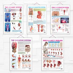 THE URINARY SYSTEM, MALE REPRODUCTIVE SYSTEM, FEMALE REPRODUCTIVE SYSTEM, THE DIGESTIVE SYSTEMand PREGNANCY PERIOD chart| combo of 5 chart |Complete Human Anatomy: Urinary System, Male Reproductive System, Female Reproductive System, Digestive System, and Pregnancy Period Paper Print