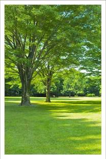 LUSH GREEN SCENE LANDSCAPE-VASTU REMEDY, PAINTING GREEN SCENE / VASTU GREEN SCENERY WITHOUT FRAME GREEN SCENE Photographic Paper