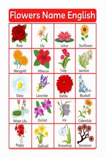 Flowers Name Chart Poster with Gloss Lamination Paper Print