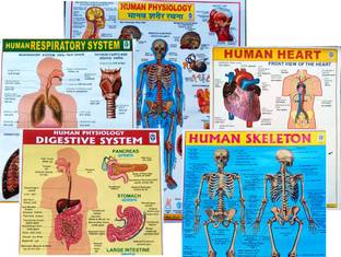 "Combo of 5 Human Physiology, Respiratory System, Digestive System, Skeleton, and Heart Wall Charts - Educational Posters for Medical Students and Biology Enthusiasts" Photographic Paper