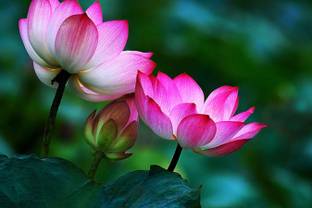 Lotus Flower Multicolour Photo Paper Print Poster Photographic Paper Photographic Paper (12 inch X 18 inch, Rolled) Paper Print