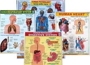 "Complete Set of Human Physiology, Respiratory, Digestive System & Human Heart Wall Charts – Ideal for Educational Use" Photographic Paper