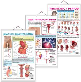 MALE REPRODUCTIVE SYSTEM chart , FEMALE REPRODUCTIVE SYSTEM chart and PREGNANCY PERIOD chart | combo of 3 charts | Comprehensive Reproductive Health and Pregnancy Guide" Paper Print