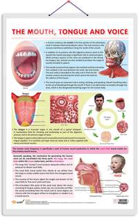 THE MOUTH, TONGUE AND VOICE CHART | The Art of Communication: Interactive Mouth, Tongue, and Voice Poster Paper Print