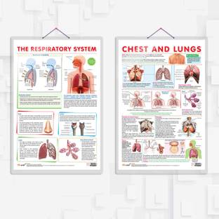 THE RESPIRATORY SYSTEM chart and CHEST AND LUNGS chart | combo of 2 Chart | Breathing Unveiled: The Respiratory System and Chest & Lungs Paper Print