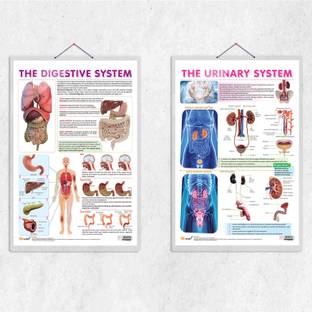 THE URINARY SYSTEM chart and THE DIGESTIVE SYSTEM chart | combo of 2 chart | Mastering the Urinary and Digestive Systems: In-Depth Insights Paper Print