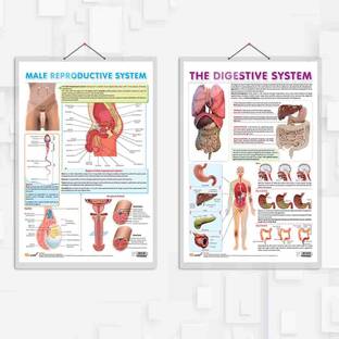MALE REPRODUCTIVE SYSTEM chart and THE DIGESTIVE SYSTEM chart | combo of 2 chart | "Understanding the Male Reproductive System and Digestive System: An In-Depth Visual Exploration Paper Print