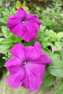 Beutiful Flower Picture Paper Print
