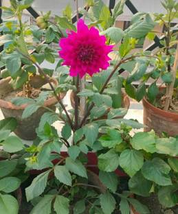 A Beautiful Flower Picture Paper Print