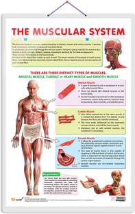 THE MUSCULAR SYSTEM CHART | The Strength of Muscles: Educational Muscular System Charts Paper Print