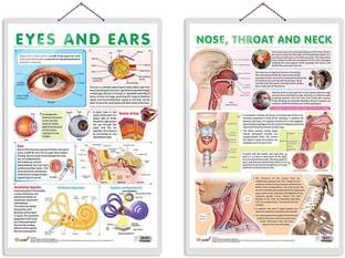 NOSE, THROAT, AND NECK chart and EYES AND EARS chart | combo of 2 chart | A detailed anatomical representation of the Nose, Throat, and Neck Paper Print