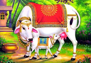 Hindu Religious Kamdhenu Cow with Calf Wall Poster Paper Print