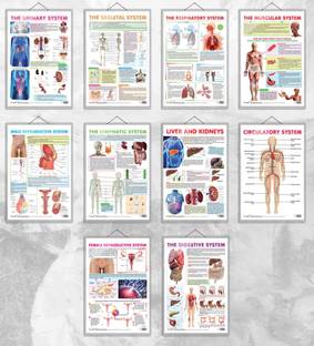 THE URINARY SYSTEM chart and THE SKELETAL SYSTEM chart, THE RESPIRATORY SYSTEM chart ,THE MUSCULAR SYSTEM chart, MALE REPRODUCTIVE SYSTEM chart, THE LYMPHATIC SYSTEM chart,LIVER AND KIDNEY chart, FEMALE REPRODUCTIVE SYSTEM chart, THE DIGESTIVE SYSTEM chart and CIRCULATORY SYSTEM chart | combo of 10 chart | Systems of the Human Body: A Comprehensive Chart Collection Paper Print