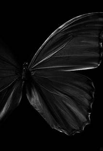 Digital Painting beautiful butterfly Poster Wallpaper on fine art paper 13x19 Fine Art Print