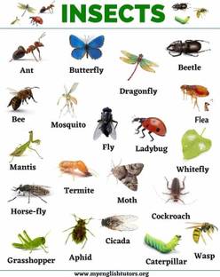 insects chart 1725 Multicolour, Matte Vinyl Stickers Printed, 12 x 18 Inch Paper Print