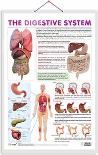 THE DIGESTIVE SYSTEM CHART | Journey through the Digestive System: Comprehensive Anatomy Chart Paper Print