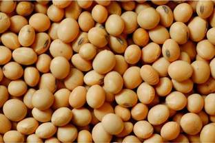 FRENUTRI Organic Soya Bean (Whole)