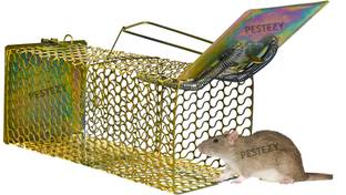 PESTEZY Mouse/Rat Trap cage Chuha Pakadne ka Pinjara Cross Design Heavy Quality (Large) Live Trap