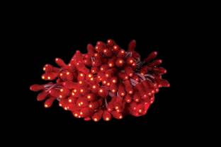 AALOCC 50 LEDs 6 m Red Color Changing, Flickering, Steady Bulb Rice Lights