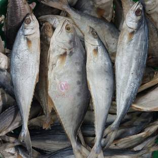 AL-HAQQ Clean Dry Queen Fish | Gatta Dry Fish | Karuvadu Whole