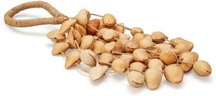 Sarveda Kenari Seed Shell Large Shaker Percussion