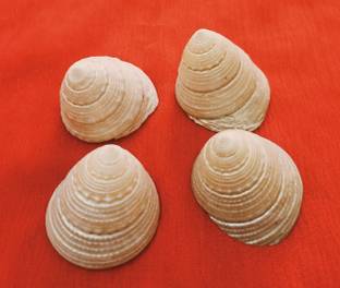 ckhnt moti shankh 3 pcs decor iteam puja shankh 1 inch size Decorative Shankh