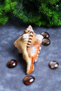 STUDIO VAIDIK Ganesh Shankh Sacred Shankh