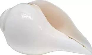 gifts for love Original Blowing Shankh (White) for Pooja/Pujan Blowing Shankh