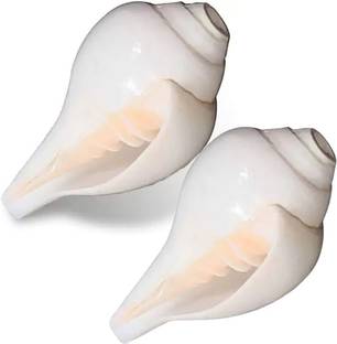 grenfel Conch Shell (10cm-6cm ) Natural Loud Blowing Shankh for Pooja Original Pack of 2 Blowing Shankh