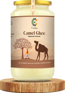 CURDLEY A2 Desi Camel Ghee | Supports Brain Health, Immunity, Digestion | 500 ml Ghee Glass Bottle