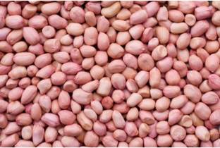 CHASTITY 100%naturalpinenuts88 Pine Nuts