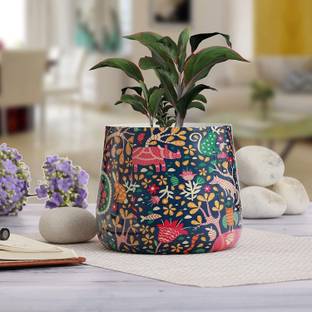 Greenele Elegant Meena Metal Table Top Pot for Indoor/Outdoor,Home & Office Plants Plant Container Set