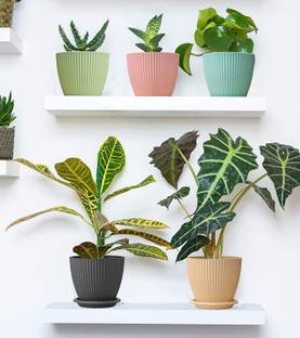 OMORTEX Small Size Flower Pots for Home,Terrace,Garden Etc for Indoor & Outdoor Plants Plant Container Set