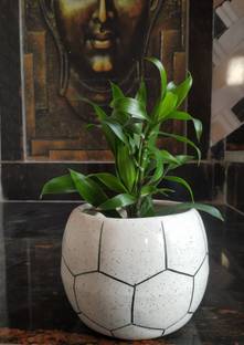 Luminescence Enterprises Ceramic Football Shaped Planter, White Color, Pack of 1 Plant Container Set