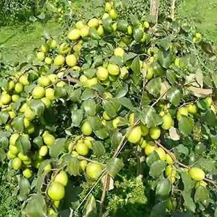 एजटेक चीकू का पौधा पौधा